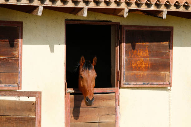 istock Head of a horse 667989454