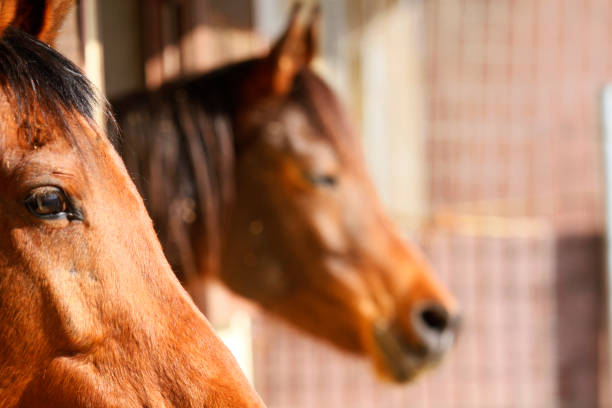 istock eye of horse 667993252