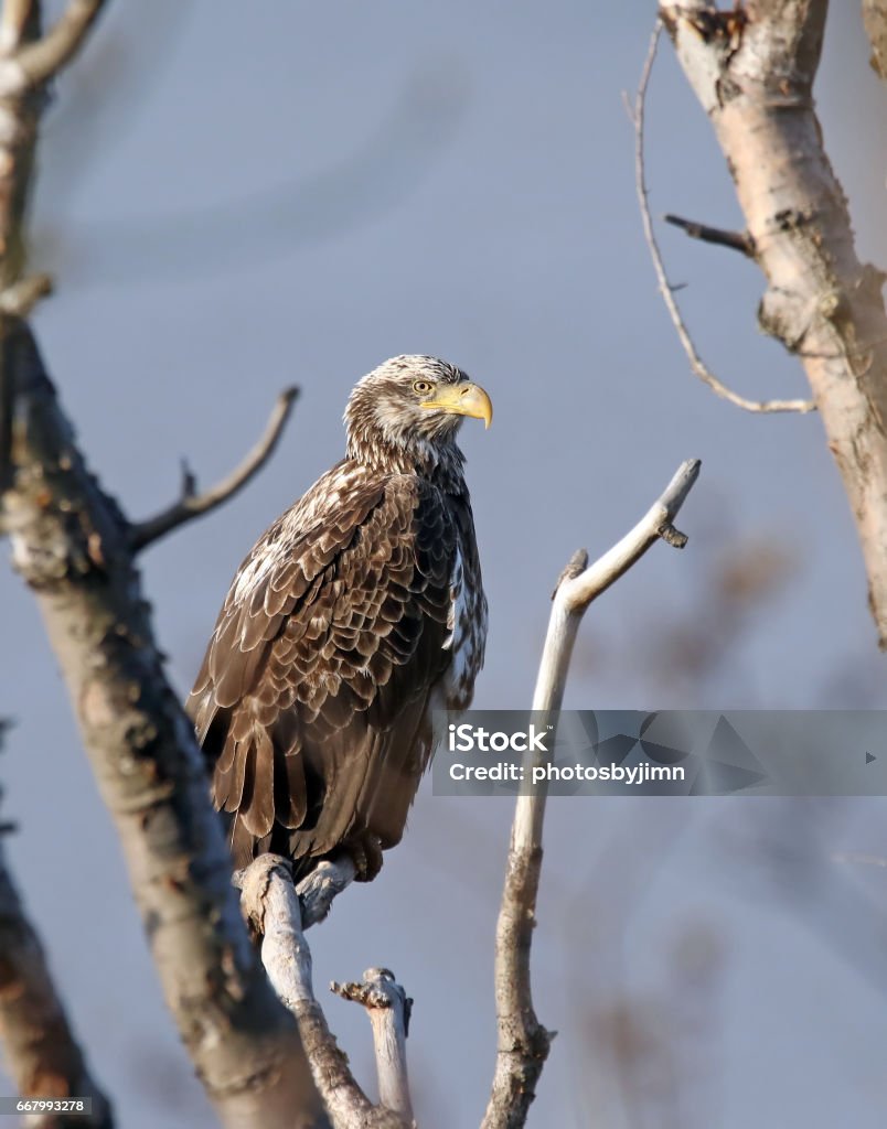 Juvenile Bald Eagle A juvenile bald eagle sitting on the limb of a tree. Animal Stock Photo