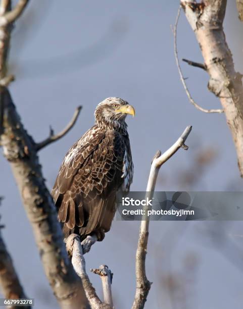 Juvenile Bald Eagle Stock Photo - Download Image Now - Animal, Animal Body Part, Animal Wing
