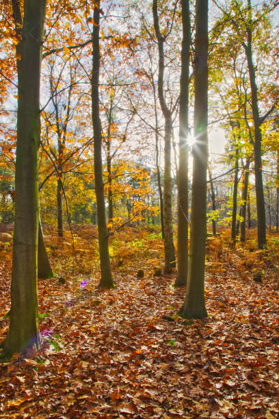 istock Mendlesham forest during an autumn sunset 667994160