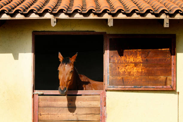 istock Brown horse in stable 667996834