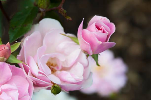 istock Pink rose starting to bloom 667997134