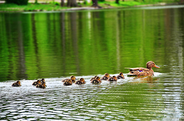 familie-ente - duckling spring small offspring stock-fotos und bilder