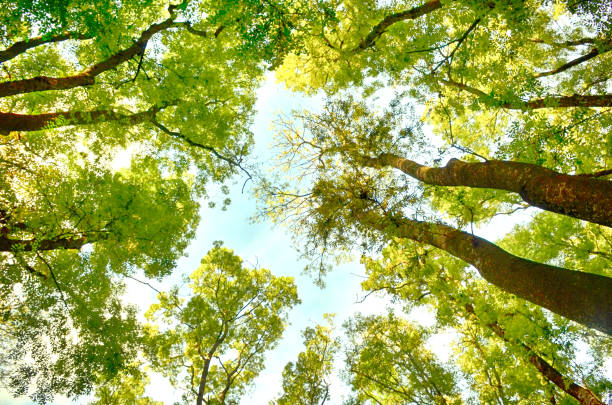 foresta verde di bellow - beech leaf low angle view deciduous tree tree trunk foto e immagini stock