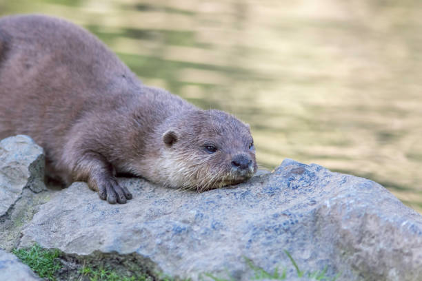 istock Otter laying down on river bank 668001794