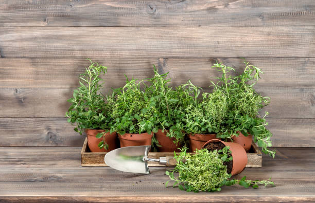 istock Kitchen herbs wooden background Food ingredients 668003610