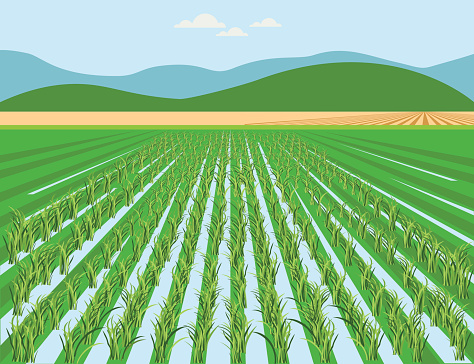 Vector rice field and mountain background