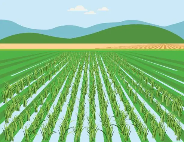 Vector illustration of Vector rice field