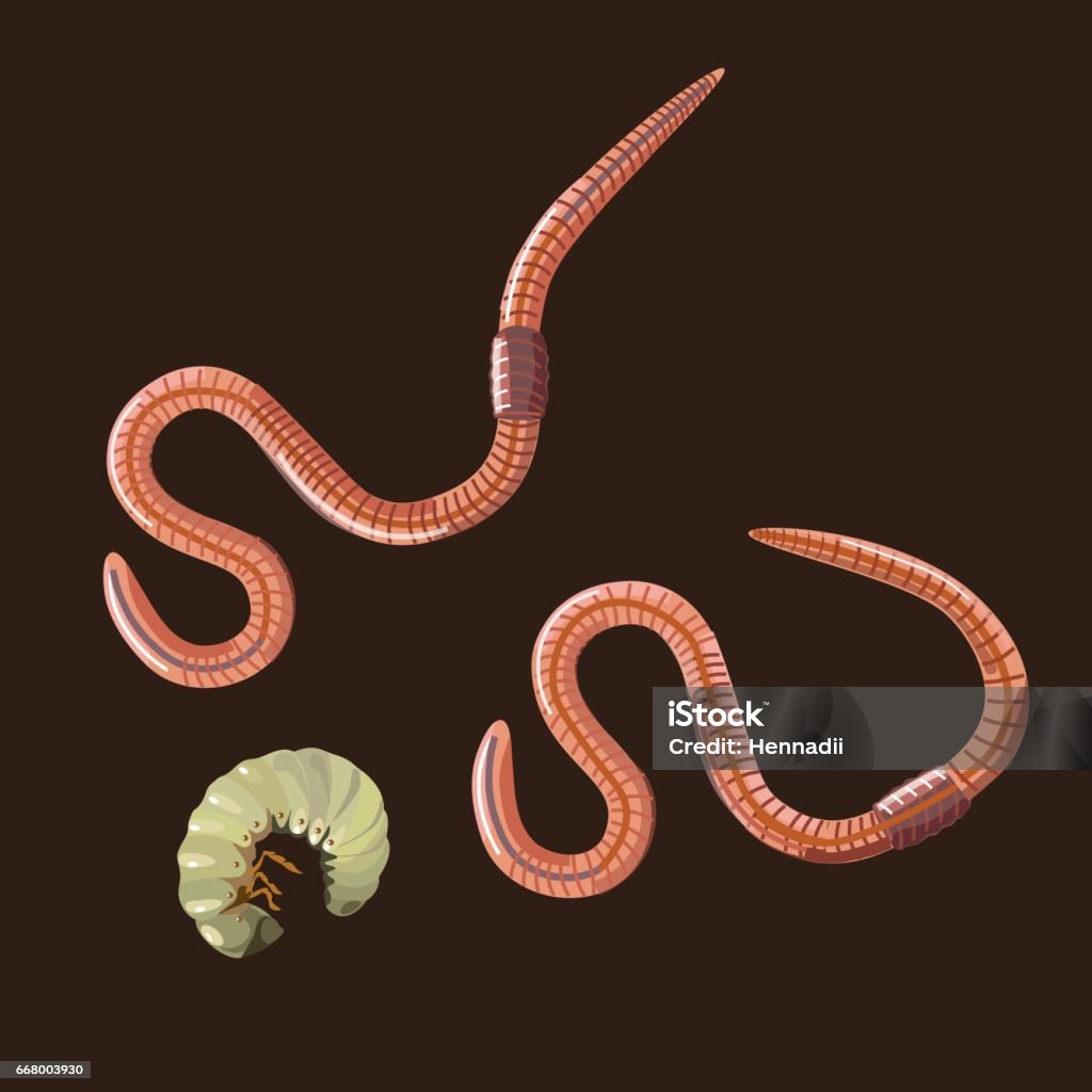 Earthworms And Larva Stock Illustration - Download Image Now - Earthworm,  Worm, Animal - iStock