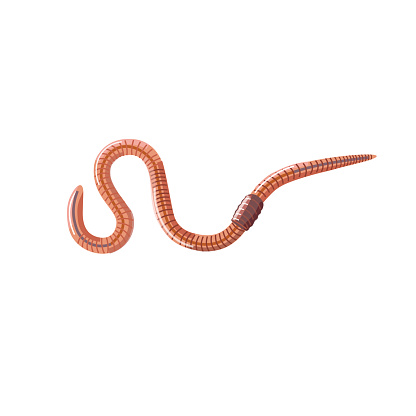 Vector earthworm