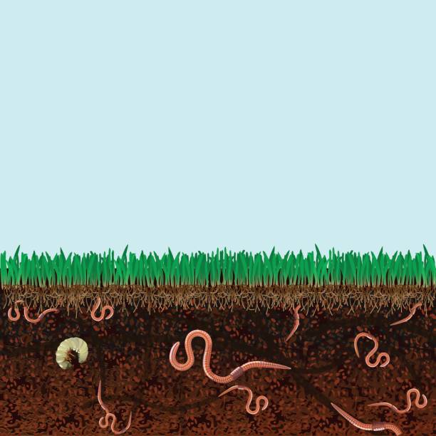 illustrazioni stock, clip art, cartoni animati e icone di tendenza di taglio del terreno - humus soil