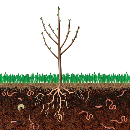 Ground cutaway with grass and tree.