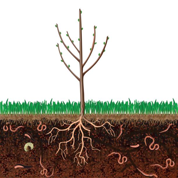 Ground cutaway Ground cutaway with grass and tree. plant roots cross section stock illustrations