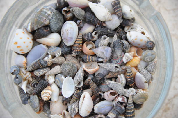 istock Mussels on the beach of Spain 668004172