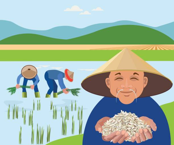 petani panen padi di sawah - paddy ilustrasi stok
