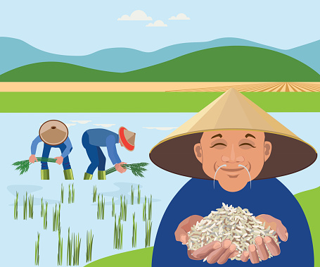 Farmers Harvest Rice In Paddy Field Stock Illustration - Download Image Now - Farmer, Hat, Rice Paddy - iStock Farmers Harvest Rice In Paddy Field Stock Illustration - Download Image Now - Farmer, Hat, Rice Paddy - iStock