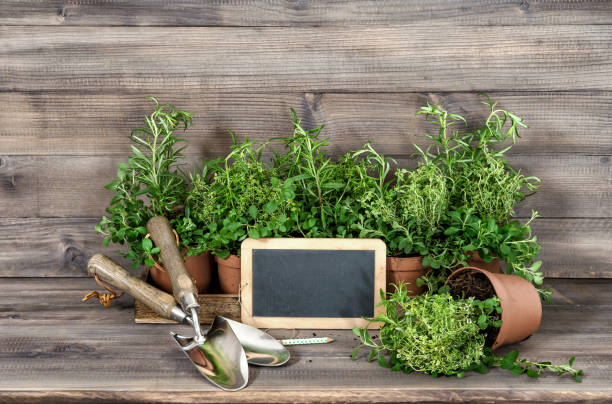 istock Food ingredients rosemary thyme oregano Kitchen herbs 668004230