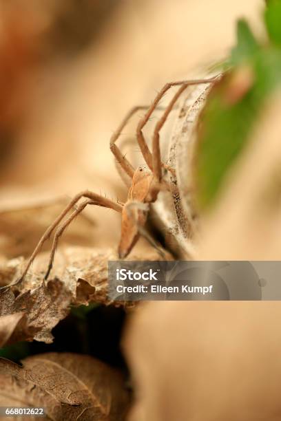 Raubspinne Stock Photo - Download Image Now - Arachnid, Brown, Germany