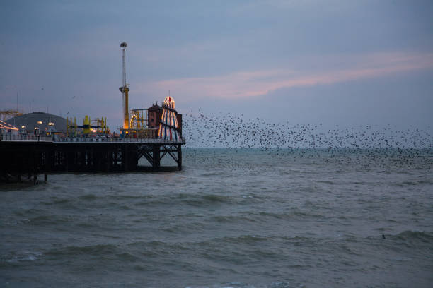 istock Brighton Pier at sunset with starling birds roosting 668012850