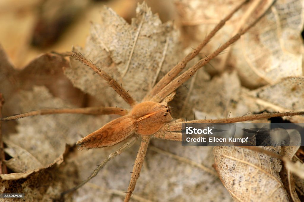 Raubspinne Listspinne Arachnid Stock Photo