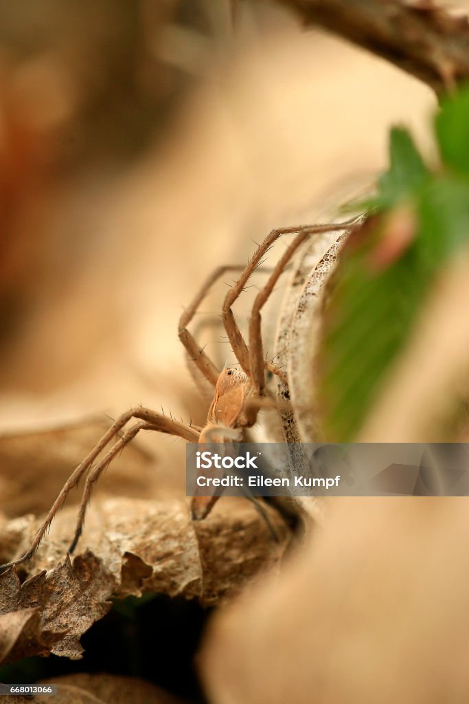 Raubspinne Listspinne Arachnid Stock Photo