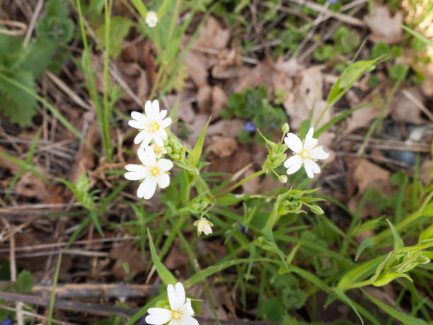 istock Isolated White Flowerheads in the Spring Time Light 668014038