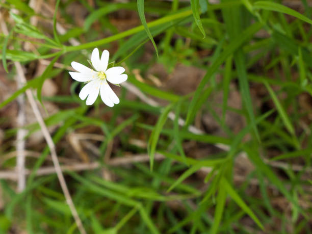 istock An Isolated White Flowerhead in the Spring Time Light 668016960