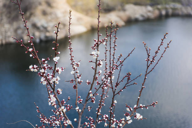 Branch of a flowering apricot. Spring time. Apricot tree flower, seasonal floral nature background. River, rocky shore in the background