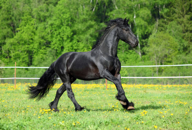 Galloping black friesian stallion