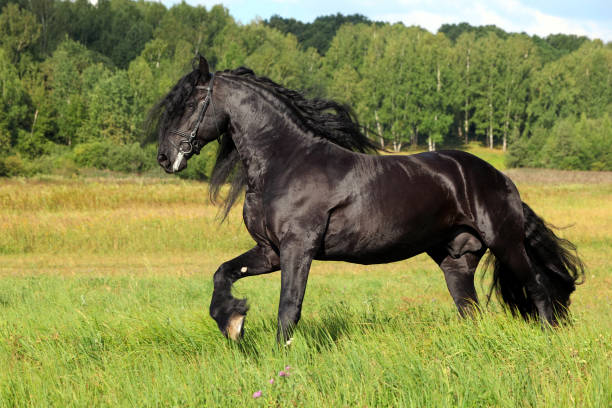 galloping étalon frison noir - horse black stallion friesian horse photos et images de collection