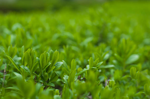 istock Green bush on sunny meadow morning sparkling water drops 668025726