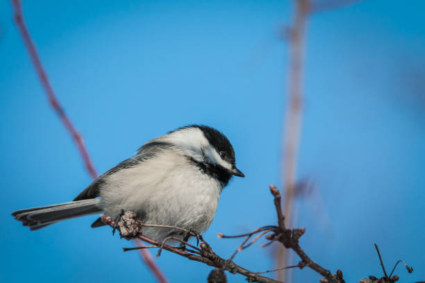istock Black-capped chickadee - Poecile atricapillus 668026278