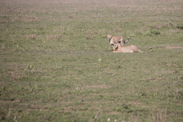 istock Cheetah training hunt, Serengeti, Tanzania 668026408