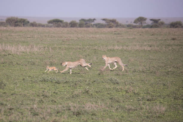 istock Cheetah training hunt, Serengeti, Tanzania 668027442