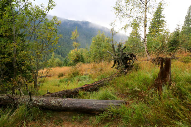istock old dead tress on meadow in mountains 668031184