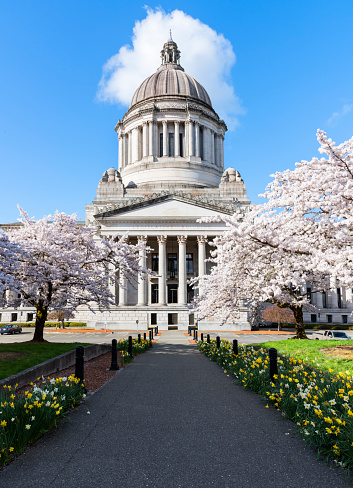Olympia, WA USA - April, 2nd 2017. Washington State Capitol campus is a beautiful place especially in spring when cherry trees are blooming.