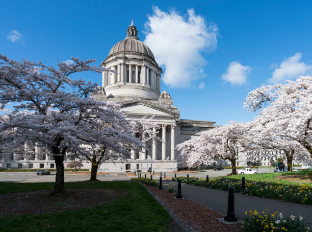 워싱턴 주 의사당 캠퍼스에서 벚꽃 나무 - washington state capitol building 뉴스 사진 이미지