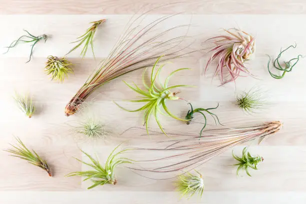 Top view on different tillandsia air plants on wooden background