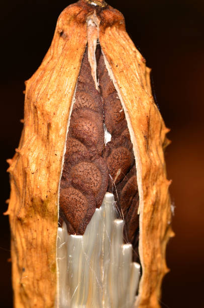 istock Opening Florida Spiny Pod, revealing seeds inside 668040686