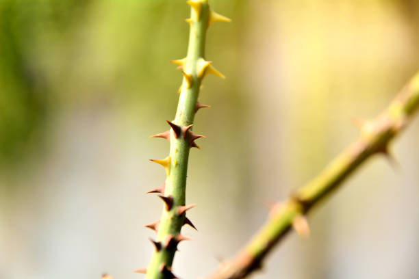 istock Needle of rose stalks for making seedlings for planting 668043476