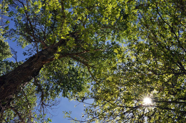 Sunlight Through Trees stock photo