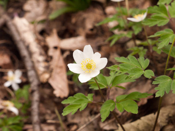 istock An Isolated White Flowerhead in the Spring Time Light 668043868