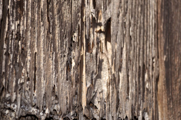 Termite Damaged Wood stock photo