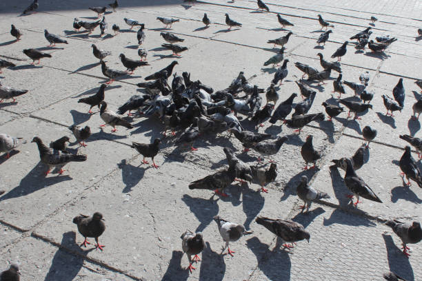 istock pigeons feed on the city road 668047308