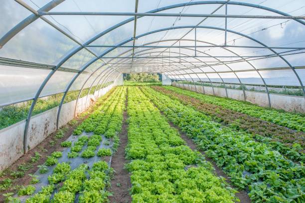 saw organic cultivation of vegetables in greenhouses farm produce storage stock pictures, royalty-free photos & images