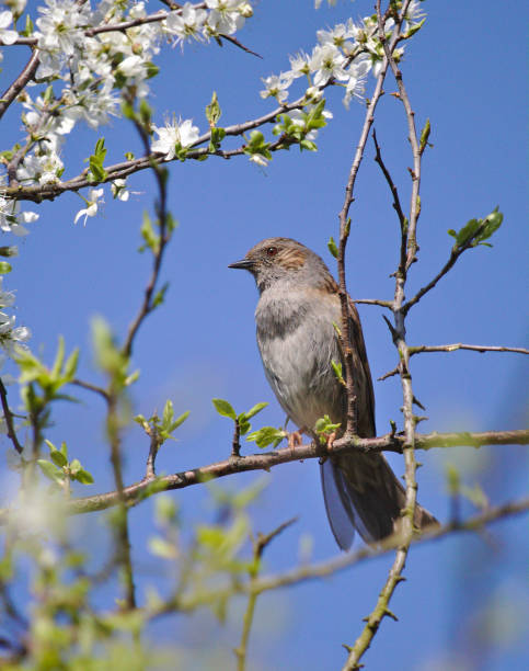 istock Spotted flycatcher perched on a hawthorne branch in front of a blue sky 668047770