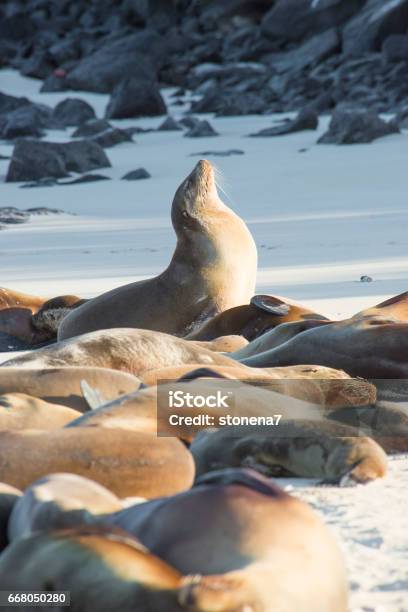 King Of The Sea Lions Stock Photo - Download Image Now - Galapagos Islands,  Animal, Animal Wildlife - iStock