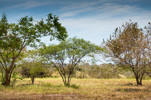 Panamanian fauna.