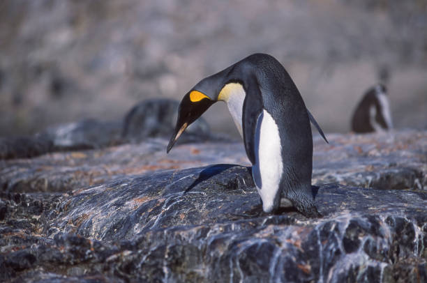 istock Wild King Penguin Walking Through Rookery 668054568